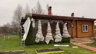 Укрыть пихты и туи на зиму