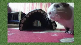 Sew a tunnel for guinea pigs in five minutes!