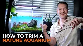 How to Trim a Planted Aquarium