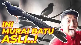 SURGA PECINTA MURAI BATU, ORIGINAL NO ISIAN/MASTERAN....!!