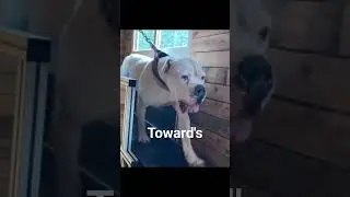 How to put muscle on dogs