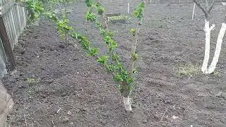 Что это за дерево?