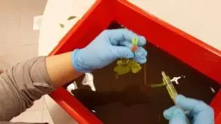 Potometer demonstration