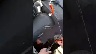 Опасно. Не суйте пальцы зубатке в рот. 