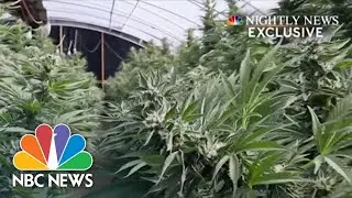 EXCLUSIVE: Human Trafficking Fueling The Marijuana Industry