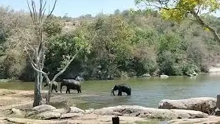 #elephant #elephant bathing