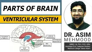Parts of Brain and Ventricular System ( Hindi / Urdu)