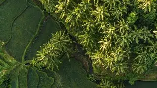Royal Spice Gardens - Our Focus On Vanilla