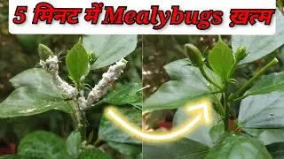 Mealybugs treatment in Hibiscus || 5 मिनट में सफ़ेद कीड़ो से छुटकारा