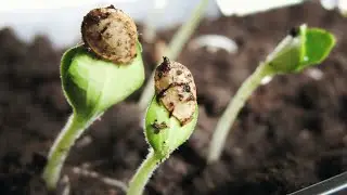 SOWING SUMMER and a pregnancy shock #farmlife #farming #growingfood