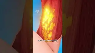 Muscle Tear and  Normal Hypertrophy Explained 