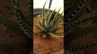 look at this beautiful plant/