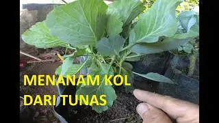 MENANAM KOL DARI TUNAS