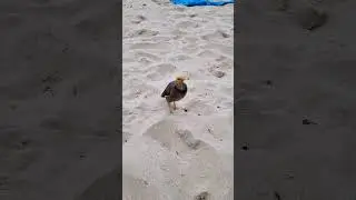 Вася, ты шо гонишь?) я же тебе тока семечек дал🤣🤣🤣 прикол, ржач👍🤣 