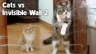 3 Cats vs Invisible Wall - Challenge 2: Go through the Wall