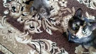Спасение котят/Малыш подрос