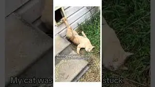 Low key mean guy… #orangecat #catsoftiktok