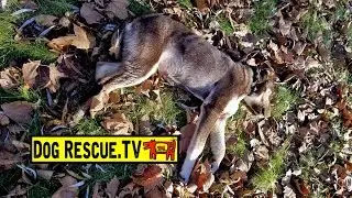 Puppy Rescue Filmed Live on FaceBook with Detroit Pit Crew on DogRescueTV - More Hope For Paws