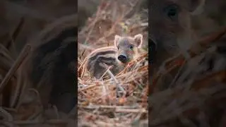 I got incredibly lucky to watch Piglets playing in the Forest of Dean #wildlife