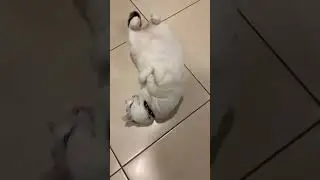 Смешной и ленивый кот - Оскар 🐈