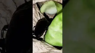 Завтрак 🤓 #bug