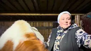 Проблемы с сеном на севере