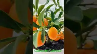 #calamandin