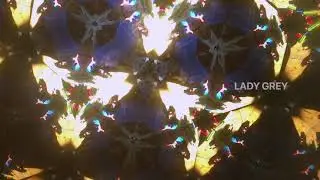 The Clientele - Lady Grey (Official Lyric Video)