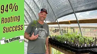 5 Secrets to Rooting Fig Tree Cuttings! Easy Steps for Success!