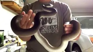 White lipped python: April 2017 Update