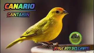 El Canario Cantarin#viral#follow