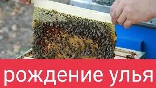 Изобретение Пчелиного Улья, Медогонки и Вощины. Пчелиное Пространство. В.Г. Кашковский