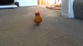 Sun Conure Melony walking recall