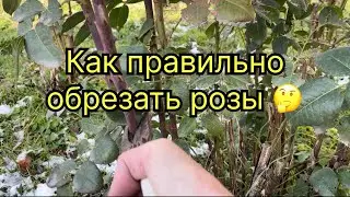 Как правильно обрезать розы 🤔