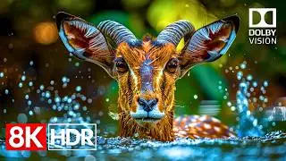 INSANE 8K HDR Dolby Vision Demo | OLED TV Showcase in 60FPS