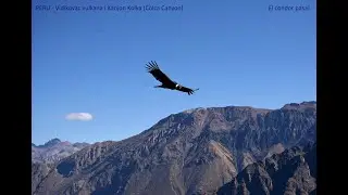 PERU -  Let kondora i vulkani Perua! Colca Canyon - El condor pasa - Mirador de los Andes y volcanes