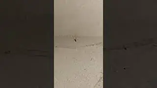 Паук 12 🕸️🕷️