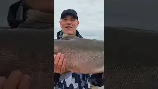 Огромный кижуч !