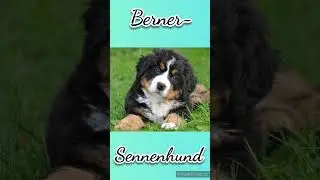 Schleich Hund VS real Hund🐶🥰😱❤️