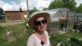 БИДЕНС ИЗ СЕМЯН.ОБЗОР РАСТЕНИЯ НА 18 ИЮЛЯ 2022.