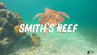 Smith's Reef on Providenciales, Turks and Caicos - The Best Snorkeling Spot (West Beach Access)