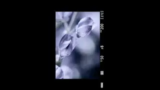 Precise Control for Macro Images