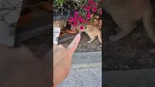 Бездомные Коты в Испании🐈🐈‍⬛🇪🇦