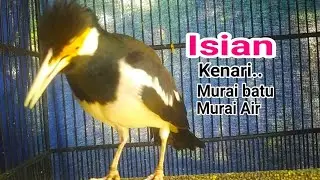 JALAK SUREN GACOR ISIAN MURAI BATU MURAI AIR & KENARI