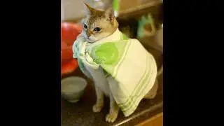 Гаррис моде