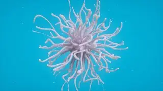 X-Particles - Flock 04 - C4D Motion Design with Octane