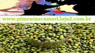 Pimenta Cumari compre suas sementes para iniciar seu plantio