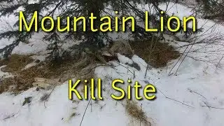 Mountain Lion Deer Kill