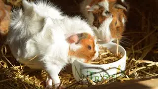 Como previnir seu porquinho da Índia do calor?