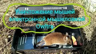 Как уничтожить мышей электронной мышеловкой